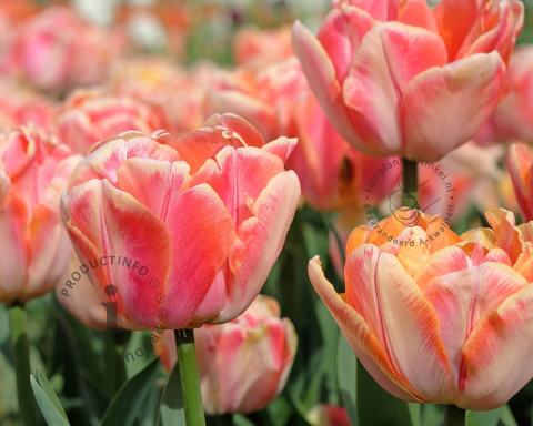 Foto van Tulp ‘Foxy Freedom’
