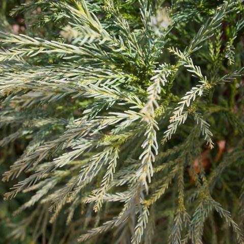 Foto van Cryptomeria 'Yoshino'