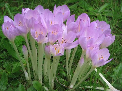 Foto van Droogbloeier