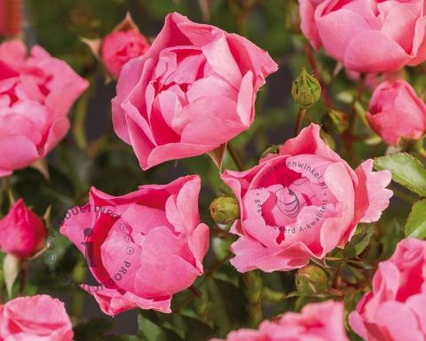 Foto van Trosroos ‘Rose de Rescht’