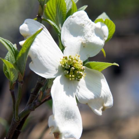 Foto van Cornus 'Cherokee Princess'
