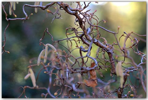 Foto van Corylus 'Contorta'