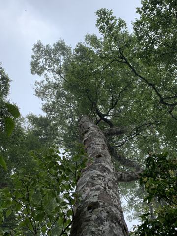 Foto van Taiwanese beuk