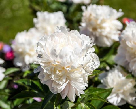 Foto van Pioenroos ‘Duchesse de Nemours’