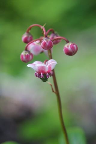 Foto van Schermwintergroen