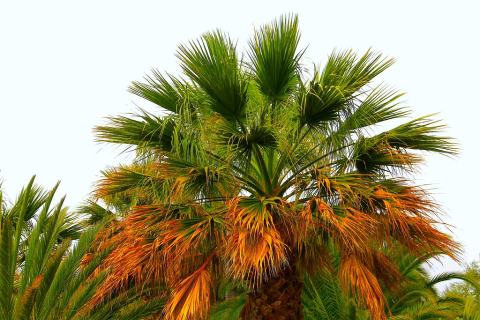 Foto van Guadaloupe-hesperpalm