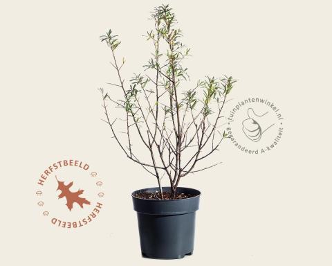 Foto van Duindoorn ‘Friesdorfer Orange’