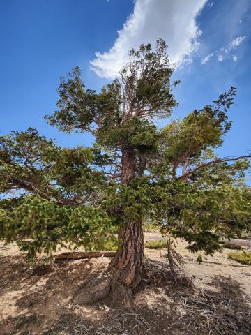 Foto van Pseudotsuga 'glauca'