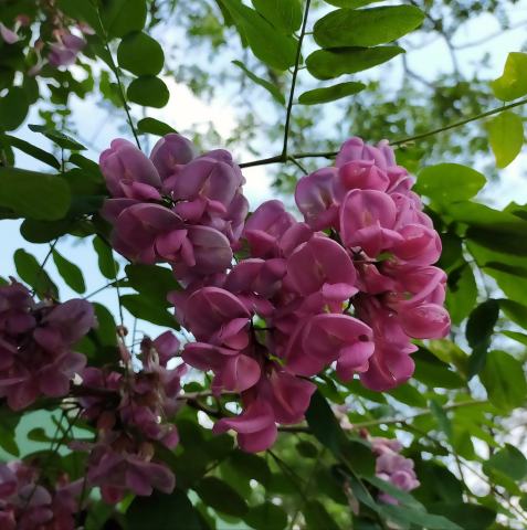Foto van Ruwe robinia