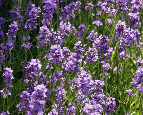 Foto van Lavendel ‘Munstead’
