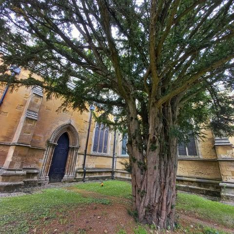 Foto van Taxus