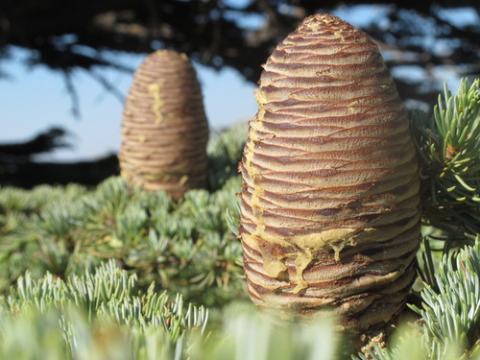 Foto van Cedrus 'Green Prince'
