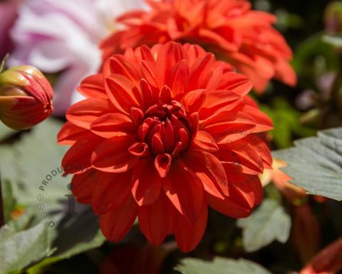 Foto van Dahlia ‘Ellen Houston’