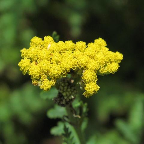 Foto van Achillea 'Gold Coin Dwarf'