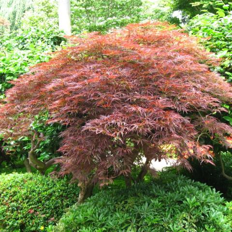 Foto van Acer 'Sherwood Elfin'