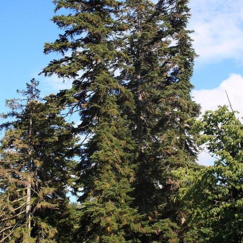 Foto van Abies 'subsp. equi-trojani'
