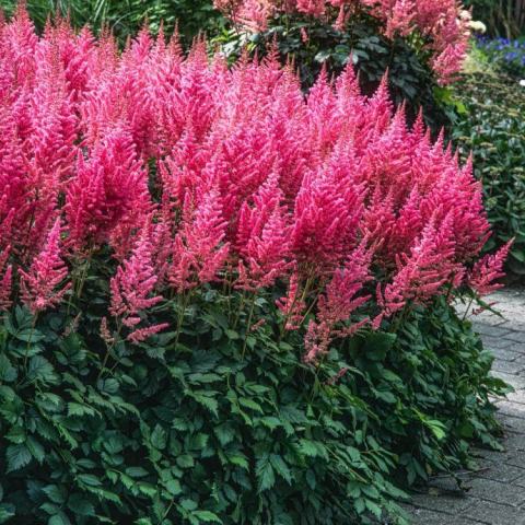 Foto van Astilbe 'Visions in Pink'