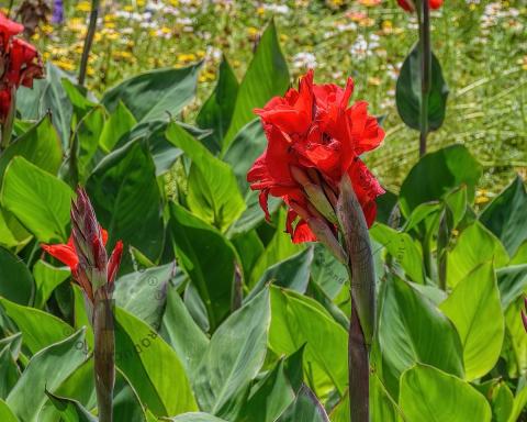Foto van Bloemriet ‘Red Dazzler’