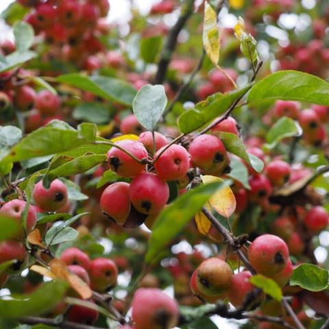 Foto van Malus 'Red Jewel'