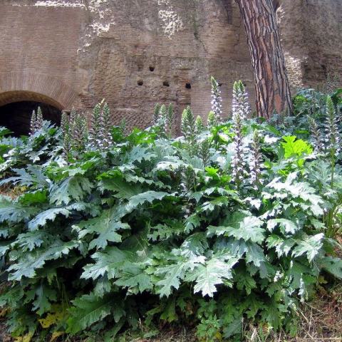 Foto van Acanthus 'Oak Leaf'
