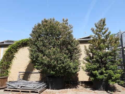 Foto van Prunus 'Angustifolia'