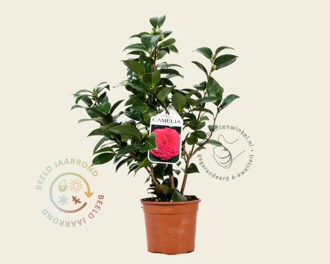 Foto van Japanse camellia ‘Black Lace’