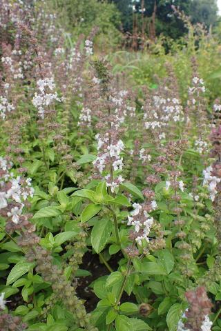 Foto van Basilicum ‘Magic White’