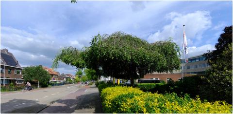 Foto van Betula 'Youngii'
