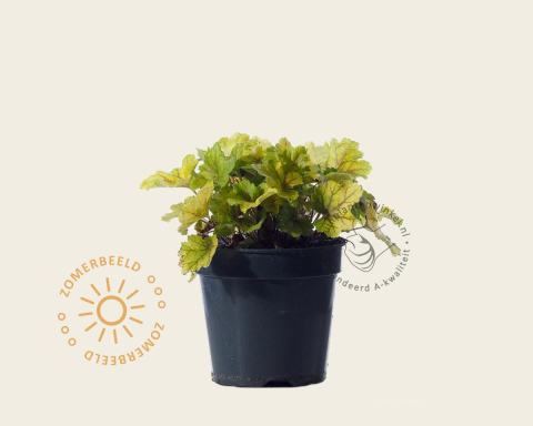 Foto van Purperklokje ‘Electra’