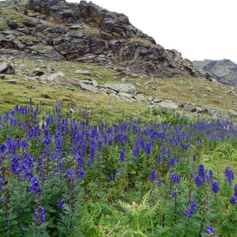 Foto van Blauwe monnikskap