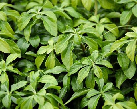 Foto van Schaduwkruid ‘Green Sheen’