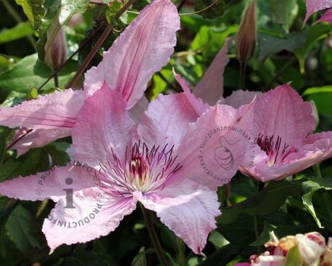 Foto van Bosrank ‘Hagley Hybrid’