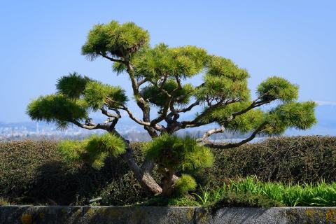 Foto van Japanse zwarte den