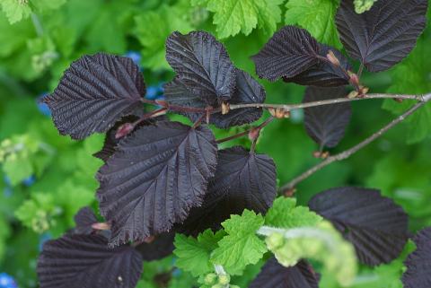 Foto van Corylus 'Purpurea'