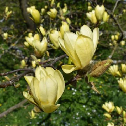 Foto van Magnolia 'Golden Gift'