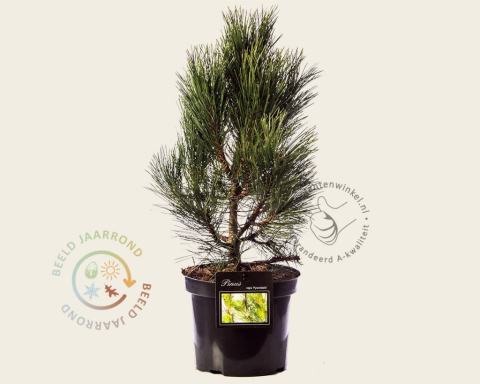 Foto van Zwarte Den ‘Pyramidalis’