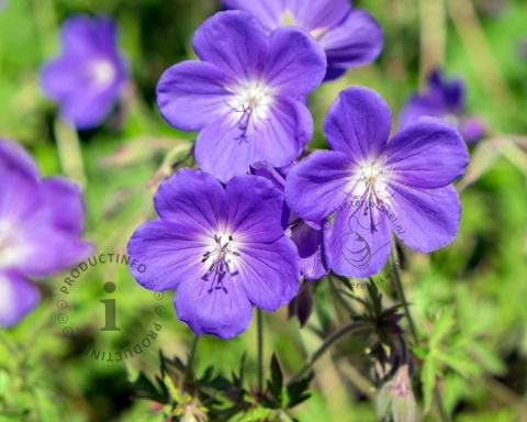Foto van Ooievaarsbek ‘Johnson's Blue’