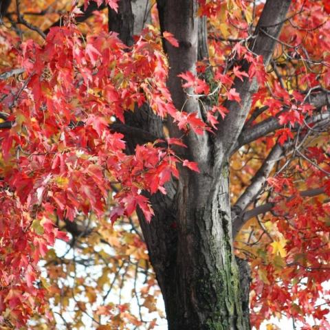 Foto van Acer 'Franksred'