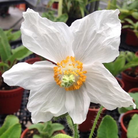 Foto van Blauwe schijnpapaver