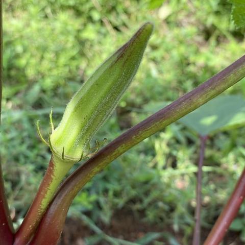 Foto van Abelmoschus 'Baby Bubba'