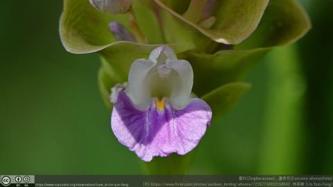Foto van Siamese tulp