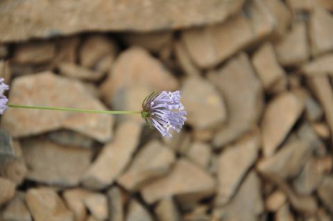 Foto van Blauw bedstro