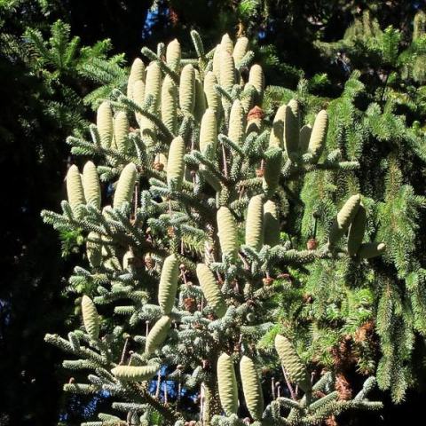 Foto van Abies 'Glauca'