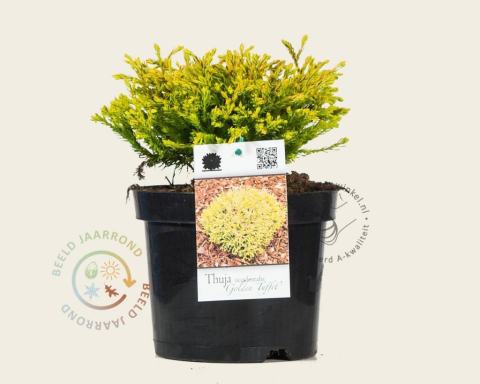 Foto van Westerse levensboom ‘Golden Tuffet’