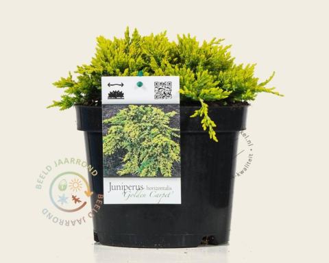 Foto van Kruipjeneverbes ‘Golden Carpet’