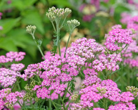 Foto van Duizendblad ‘Cerise Queen’