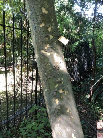Foto van Chinese zelkova