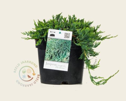 Foto van Kruipjeneverbes ‘Wiltonii’
