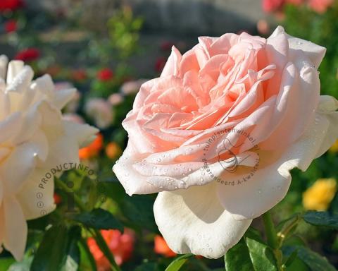 Foto van Grootbloemige roos ‘Prince Jardinier’