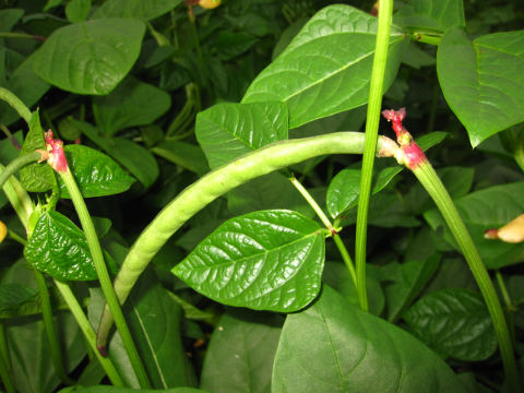 Foto van Adukiboon